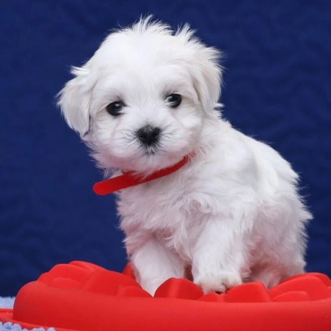 RoboDog™ | Realistic robot dog